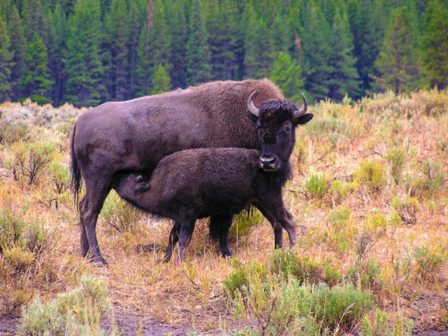 Yellowstone NP - bizoní máma krmí mládě