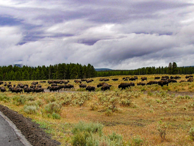 Yellowstone NP - bizoni v Pelican Valley