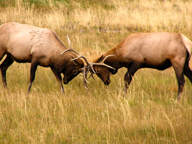 Yellowstone - zápasící jeleni