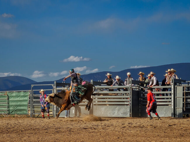 Rodeo - jezdec na býkovi